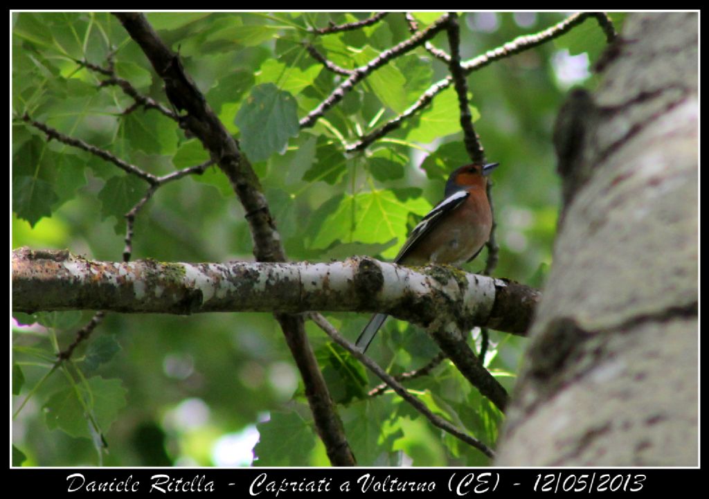 Fringilla coelebs - Capriati a Volturno (CE)